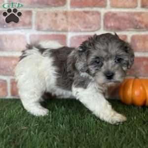 Maple, Shih-Poo Puppy